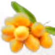 Marian Plum
