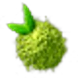 Matcha Tea