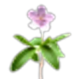Mayflower