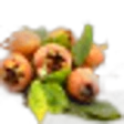 Medlar