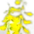 Melilotus
