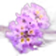 Melissa Flower