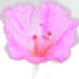 Mirabilis