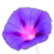 Morning Glory Flower