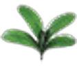 Orchid Leaf