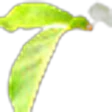 Peach Leaf