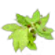 Pimento Leaf