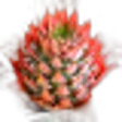 Pineapple blossom