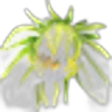 Pitahaya Flower