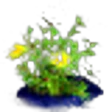 Portulaca or Pigweed