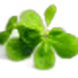 Purslane