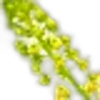 Reseda