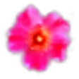 Rosa Rubiginosa