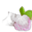 Rose Jam