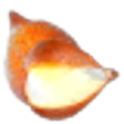 Salak