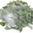 Seaweed