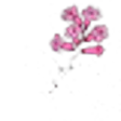 Siberian rhododendron