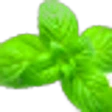 Spearmint