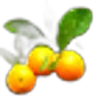 Tangerine Leaves