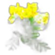 Tansy