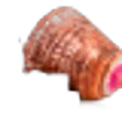 Taro