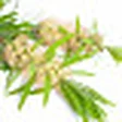 Tea Tree Oil