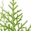 Thuja