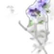 Thyme