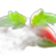 Tomato Leaf
