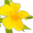 Turnera Diffusa (Damiana)