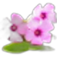 Violet Woodsorrel