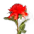 Waratah