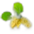 White Mulberry