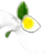 White Tea Blossom