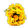 Yellow Flowers