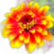 Zinnia