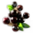 Acai Berry