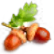 Acorn