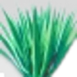 Agave
