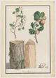 Apple Tree Blossom