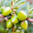 Argan Tree