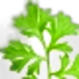 Artemisia