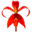 Azteca Lily