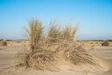 Beach grass