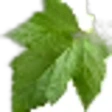 Black currant leaf