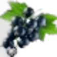 Black Currant