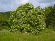 Black Elder