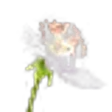 Blackberry Blossom