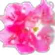 Bougainvillea