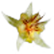 Cacao Blossom